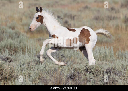 Wild Horse / Mustang, pinto puledro in esecuzione, McCullough picchi Area di allevamento, settentrionale del Wyoming, STATI UNITI D'AMERICA Foto Stock