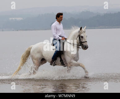 Cavallo lusitano, uomo stallone di equitazione attraverso acqua, Portogallo, maggio 2011, modello rilasciato Foto Stock