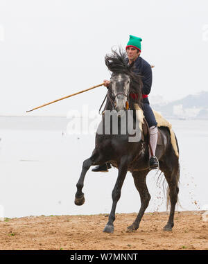 Cavallo lusitano, uomo stallone di equitazione accanto all acqua, praticare dressage passi, Portogallo, maggio 2011, modello rilasciato Foto Stock