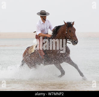 Cavallo lusitano, uomo stallone di equitazione attraverso acqua, al galoppo, Portogallo, maggio 2011, modello rilasciato Foto Stock