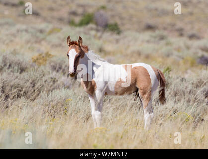 Mustang / Wild Horse, pinto puledro, sabbia lavabo mandria, Colorado, STATI UNITI D'AMERICA Foto Stock