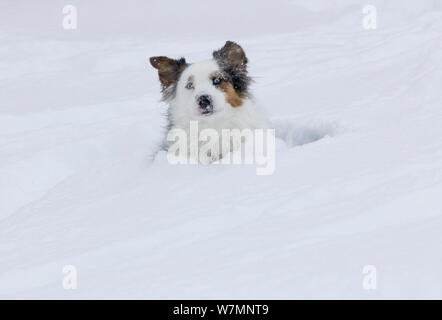 Pastore australiano cane sdraiato nella neve, Colorado, STATI UNITI D'AMERICA Foto Stock