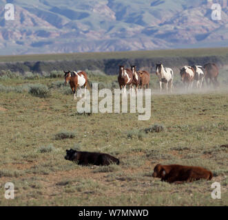 Cavalli selvaggi / Mustangs, allevamento passando in appoggio bovini, McCullough picchi, Wyoming USA Foto Stock