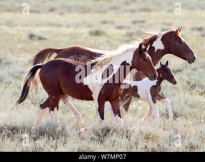 Cavalli selvaggi / Mustangs, due pintos e un puledro, McCullough picchi, Wyoming USA Foto Stock