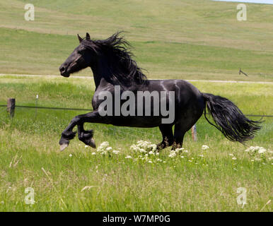 Il frisone cavallo stallone nero in esecuzione in campo, Livingston, Montana, USA Foto Stock