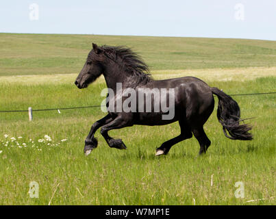 Il frisone cavallo stallone nero in esecuzione in campo, Livingston, Montana, USA Foto Stock