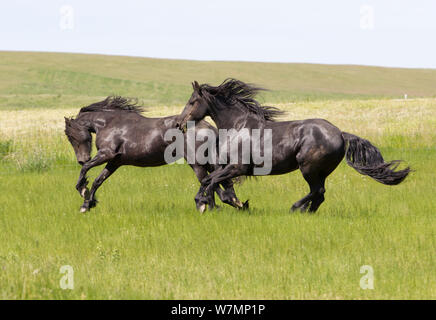 Il frisone cavallo, due cavalli neri in esecuzione in campo, Livingston, Montana, USA Foto Stock