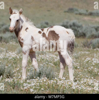 Cavalli selvaggi / Mustangs, pinto puledro in piedi, McCullough picchi, Wyoming USA Foto Stock