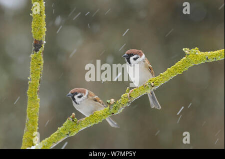 Struttura due passeri (Passer montanus) arroccato nella neve. Perthshire Scozia, Dicembre. Foto Stock