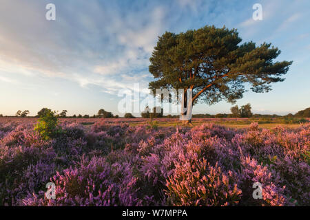 Ling (Calluna vulgaris) e della campana di erica (Erica Cinerea) fioritura sulla brughiera con pino silvestre tree. Boccola di maiale, Beaulieu, New Forest National Park, Hampshire, Inghilterra, Regno Unito. Foto Stock