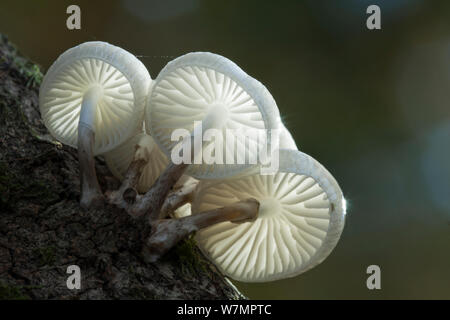 Fungo di porcellana (Oudemansiella mucida). New Forest National Park, Hampshire, Inghilterra, Regno Unito, novembre. Foto Stock