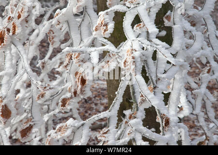 Heavy trasformata per forte gradiente di brina sui faggio (Fagus sylvatica) tree ramoscelli, West boschi, Compton Abbas, Dorset, England, Regno Unito, dicembre. Foto Stock