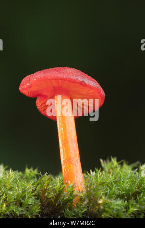 Calice Waxcap (Hygrocybe cantharellus) toadstool, Uplyme, Devon, Inghilterra, Regno Unito, Settembre. Foto Stock