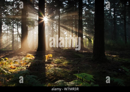 Alba in Bolderwood con nebbia e raggi di sole. New Forest National Park, Hampshire, Inghilterra, Regno Unito, Settembre. Foto Stock