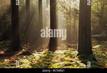 Alba in Bolderwood con nebbia e raggi di sole. New Forest National Park, Hampshire, Inghilterra, Regno Unito, Settembre. Foto Stock