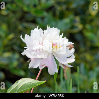 Paeonia lactiflora "Frontiera Gem' Foto Stock