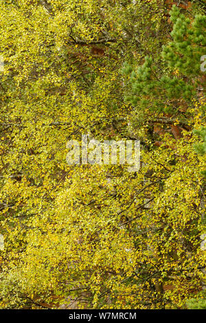 Argento (Betulla Betula pendula) fogliame degli alberi. Abernethy Forest NNR, Cairngorms National Park, Scozia, Settembre. Foto Stock