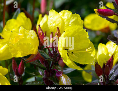 Oenothera 'Summer Sun" Foto Stock