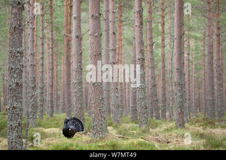 Maschio di gallo cedrone (Tetrao urogallus) visualizzazione nella foresta di pini, Cairngorms National Park, Scozia, marzo 2012. Foto Stock