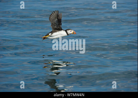 Puffin (Fratercula arctica) in basso volo sopra il mare con la riflessione in acqua, farne Islands, Northumberland, Giugno. Foto Stock