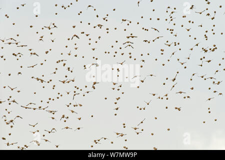 Gregge di Linnets (Carduelis cannabina) in volo, Elmley Riserva Naturale, Kent, Inghilterra, Regno Unito, Settembre. Foto Stock