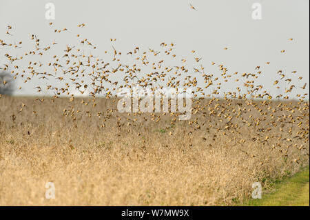 Gregge di Linnets (Carduelis cannabina) volare fino dopo alimentazione sulla conservazione raccolto cresciuto per terreni agricoli uccelli, Elmley Riserva Naturale, Kent, Inghilterra, Regno Unito, febbraio. Foto Stock