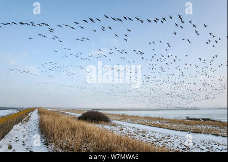 Dark-panciuto brent oche (Branta bernicla) in volo, Sud Swale, Kent, Inghilterra, Regno Unito, febbraio. Lo sapevate? UK brent oche sono suddivisi in due popolazioni con più 'Dark panciuto' dalla Siberia, e la maggior parte di 'luce' panciuto da Svalbard. Foto Stock