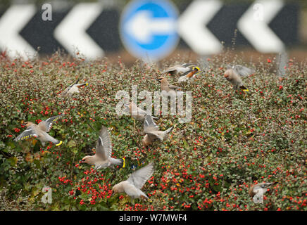 Gregge di Waxwings (Bombycilla garrulus) alimentazione su di una siepe con Cotoneaster (Cotoneaster integerrimus) bacche in un supermercato parcheggio, whitstable kent, England, Regno Unito, Gennaio Foto Stock