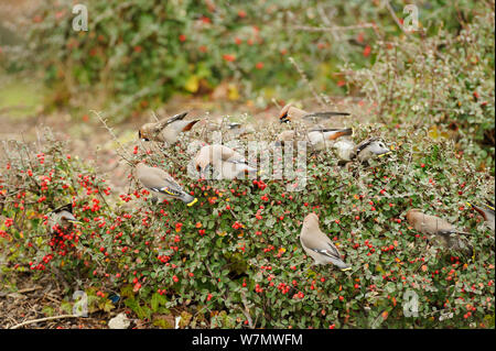 Gregge di Waxwings (Bombycilla garrulus) alimentazione su bacche da un basso Cotoneaster (Cotoneaster integerrimus) copertura in un supermercato parcheggio, whitstable kent, England, Regno Unito, Gennaio Foto Stock