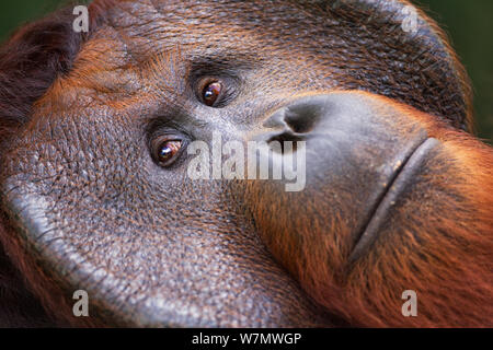 Bornean Orangutan (Pongo pygmaeus wurmbii) maschio maturo 'Tom' ritratto. Camp Leakey, Tanjung messa National Park, Kalimantan centrale, Borneo, Indonesia. Giugno 2010. Riabilitate e rilasciate (o discendere da) tra 1971 e 1995. Foto Stock