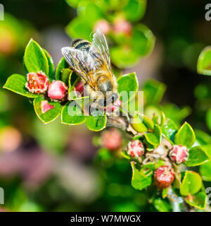 Una ripresa macro di un miele delle api per raccogliere il polline da un cotoneaster bush bloom. Foto Stock
