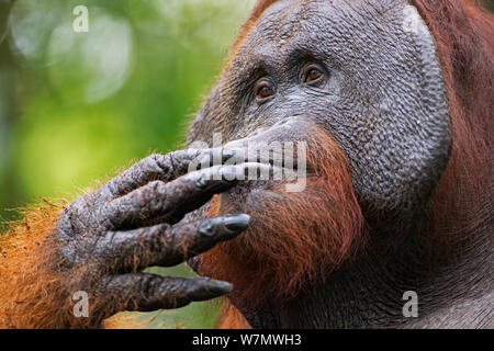 Bornean Orangutan (Pongo pygmaeus wurmbii) maschio maturo 'Doyok' alimentazione. Il Pondok Tanggui, Tanjung messa National Park, Kalimantan centrale, Borneo, Indonesia. Giugno 2010. Riabilitate e rilasciate (o discendere da) tra 1971 e 1995. Foto Stock