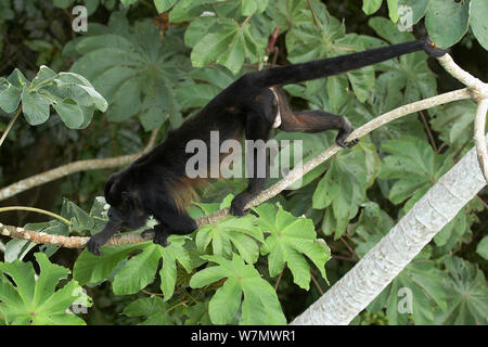 Mantled scimmia urlatrice (Alouatta palliata aequatorialis) maschio, la Tettoia torre, Parco Nazionale di Soberania, Panama Foto Stock