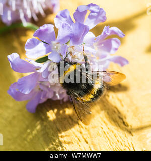 Una macro shot di bumblebee per raccogliere il polline da un blu scabious bloom. Foto Stock