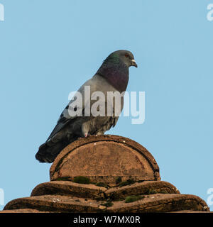 Un colpo di un Feral pigeon seduto su un tetto. Foto Stock