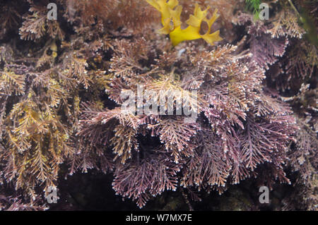 Coral (erbaccia Corallina officinalis) cresce in una rockpool, North Berwick, East Lothian, UK, Luglio Foto Stock