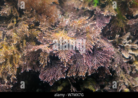 Coral (erbaccia Corallina officinalis) cresce in una rockpool, North Berwick, East Lothian, UK, Luglio Foto Stock