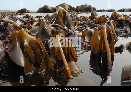 Letto denso di Cuvie / Foresta kelp (Laminaria hyperborea) esposta su una molla a bassa marea con epiphytic alga rossa, Dulse (Palmaria palmata) cresce sulle sue steli, Crail, Fife, Regno Unito, Luglio Foto Stock