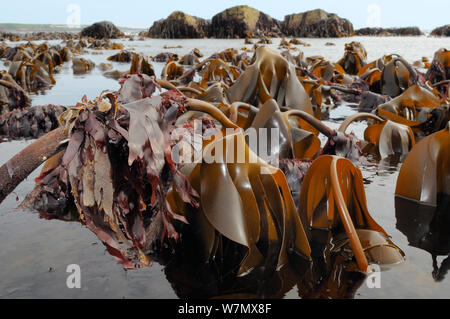 Letto denso di Cuvie / Foresta kelp (Laminaria hyperborea) esposta su una molla a bassa marea con epiphytic alga rossa, Dulse (Palmaria palmata) cresce sulle sue steli, Crail, Fife, Regno Unito, Luglio Foto Stock