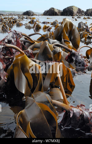 Letto denso di Cuvie / Foresta kelp (Laminaria hyperborea) esposta su una molla a bassa marea con epiphytic alga rossa, Dulse (Palmaria palmata) cresce sulle sue steli, Crail, Fife, Regno Unito, Luglio Foto Stock