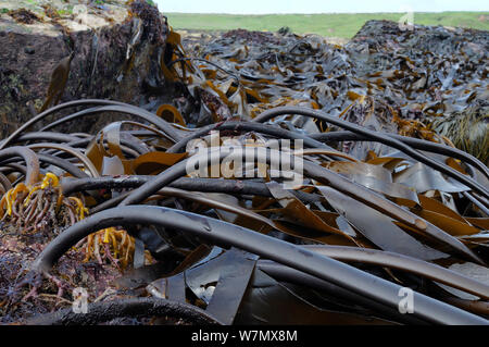 Letto denso di Cuvie / Foresta kelp (Laminaria hyperborea) esposta su una molla a bassa marea con steli flessibili attaccata a rocce dalla grande diffusione holdfasts, Crail, Fife, Regno Unito, Luglio Foto Stock