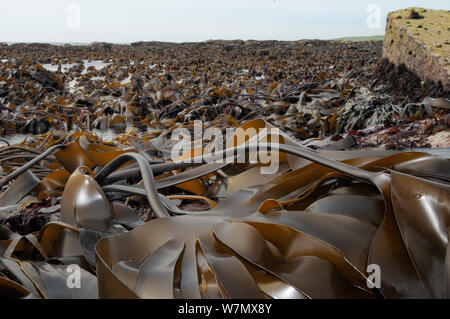 Letto denso di Cuvie / Foresta kelp (Laminaria hyperborea) esposta su una molla a bassa marea, North Berwick, East Lothian, UK, Luglio Foto Stock