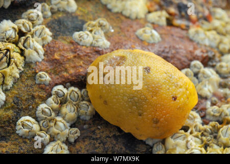 Limone di mare (Archidoris pseudoargus) sea slug tra le più comuni cirripedi (Semibalanus balanoides) attaccato alla roccia esposta su una molla a bassa marea, Crail, Scozia, Luglio. Foto Stock