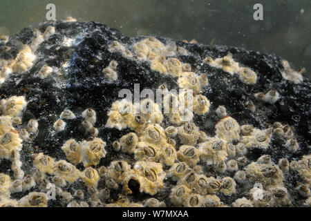 Cirripedi comune (Balanus balanoides) attaccato ad un filtro rock duro di alimentazione, Crail, Fife, Regno Unito, Luglio Foto Stock