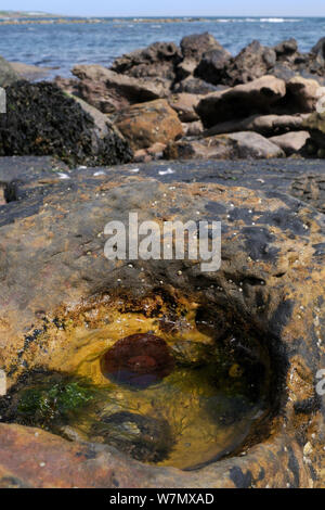 Anemone Beadlet (Actinia equina) e comuni le patelle (Patella vulgata) in piccoli rockpool, alta sulla riva a Crail, Scozia, Luglio Foto Stock