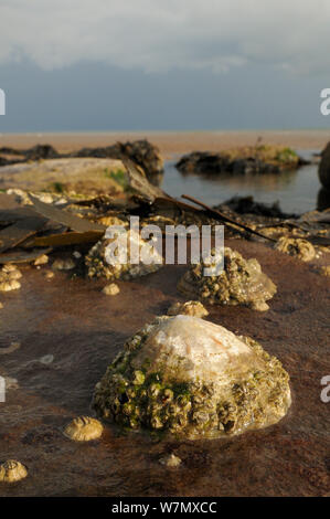 Le patelle comune (Patella vulgata) incrostato con comuni cirripedi (Balanus balanoides) attaccata al masso di arenaria bassa sul litorale, esposto a bassa marea, San api, Cumbria, Regno Unito, Luglio. Foto Stock