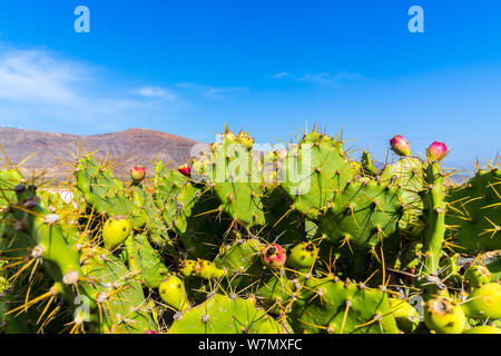 Spagna Lanzarote, verde opuntia cactus pianta con grande barberia fig frutti nel paesaggio vulcanico Foto Stock