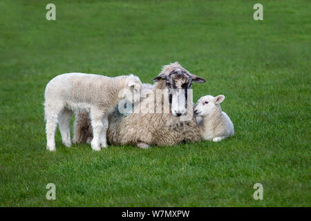 Gli animali domestici delle specie ovina (Ovis aries) agnelli in prato con pecora, Norfolk, Regno Unito, Marzo. Foto Stock