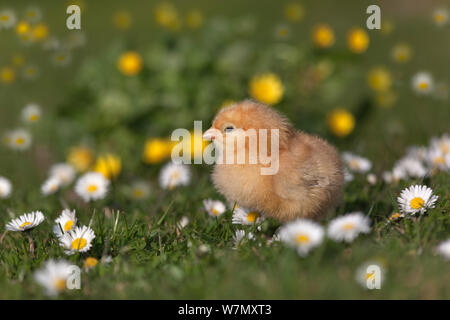 Pollo DOMESTICO (Gallus gallus domesticus) appena tratteggiato pulcino di giorno in piedi tra le pedane. UK, Marzo. Foto Stock