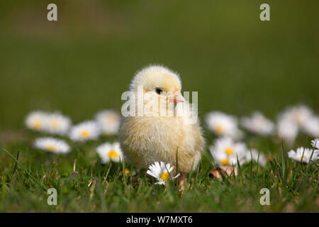 Pollo DOMESTICO (Gallus gallus domesticus) giorno vecchio pulcino appena tratteggiato in permanente tra le pedane. UK, Marzo. Foto Stock